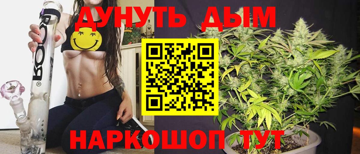 Канабис сатива Балтийск